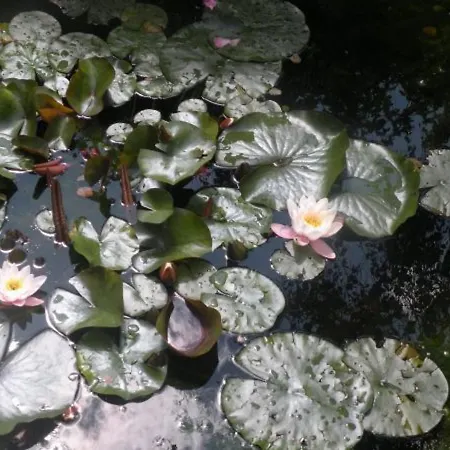 펜션 Montagne Avec Spa, Sauna & Proche Pistes - - Fr-1-589-114