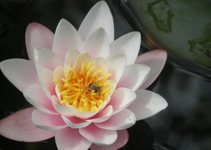 Prázdninový dům Montagne Avec Spa, Sauna & Proche Pistes - - Fr-1-589-114